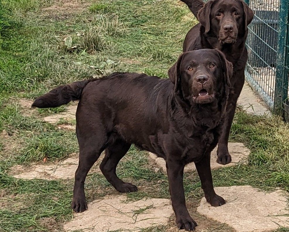 Les Labrador Retriever de l'affixe of Crystal Valley