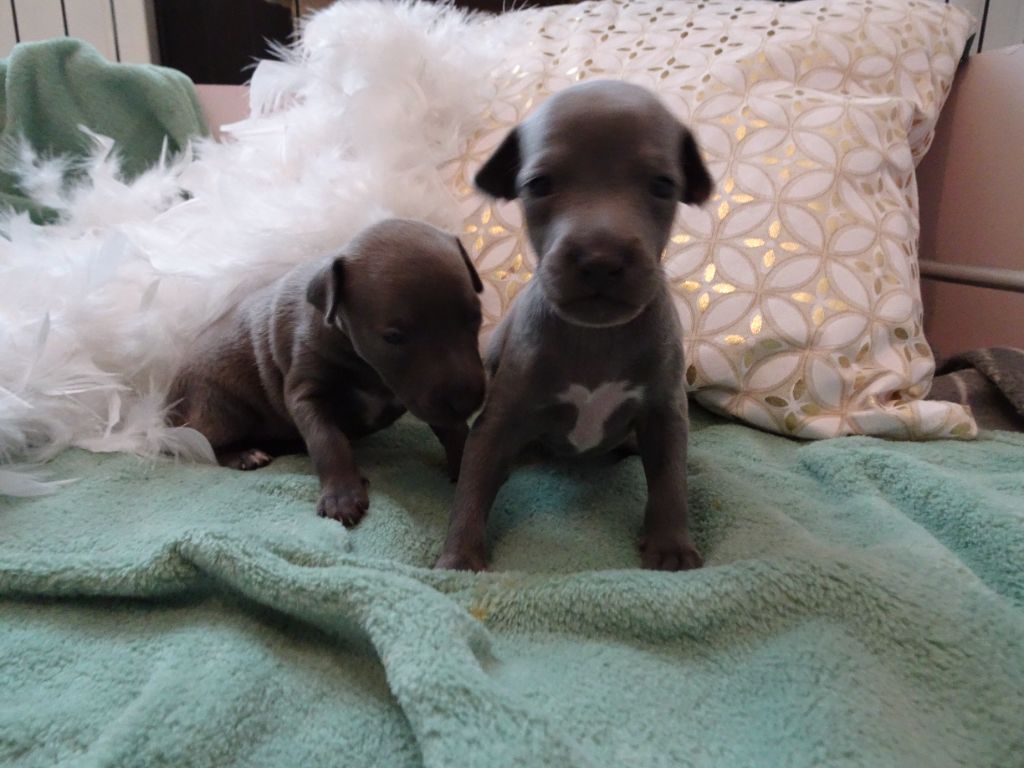 Des bébés prévus vers le 20 décembre !