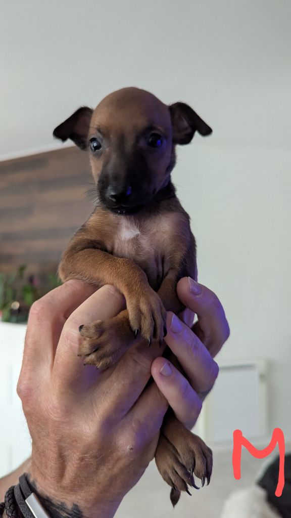 of Crystal Valley - Chiots disponibles - Petit Levrier Italien