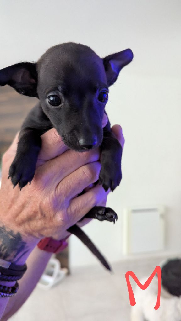 of Crystal Valley - Chiots disponibles - Petit Levrier Italien