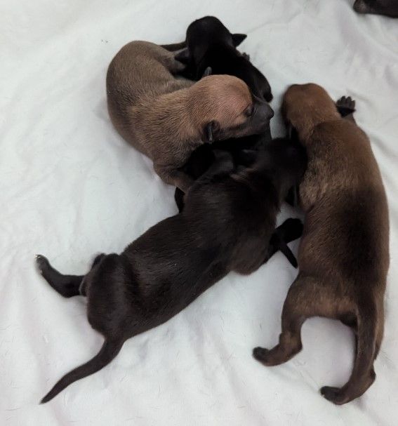 Chiot Petit Levrier Italien of Crystal Valley