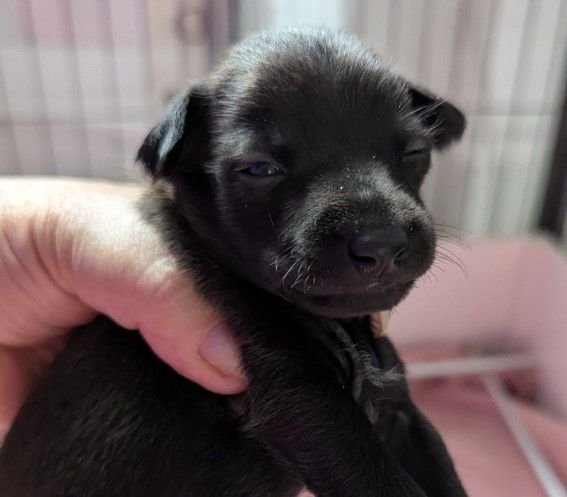 of Crystal Valley - Chiots disponibles - Petit Levrier Italien