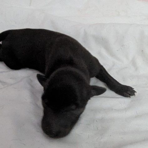 of Crystal Valley - Chiots disponibles - Petit Levrier Italien