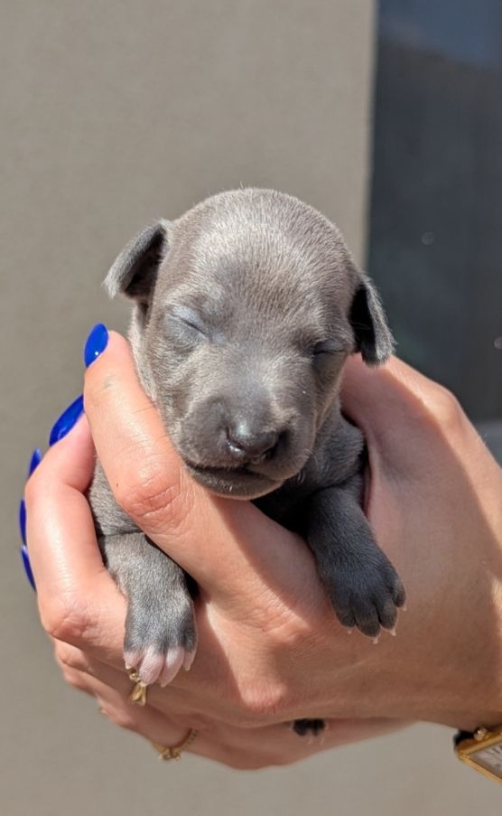 of Crystal Valley - Chiots disponibles - Petit Levrier Italien