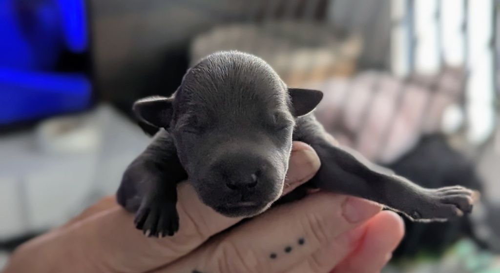 of Crystal Valley - Chiots disponibles - Petit Levrier Italien