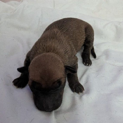 CHIOT 3