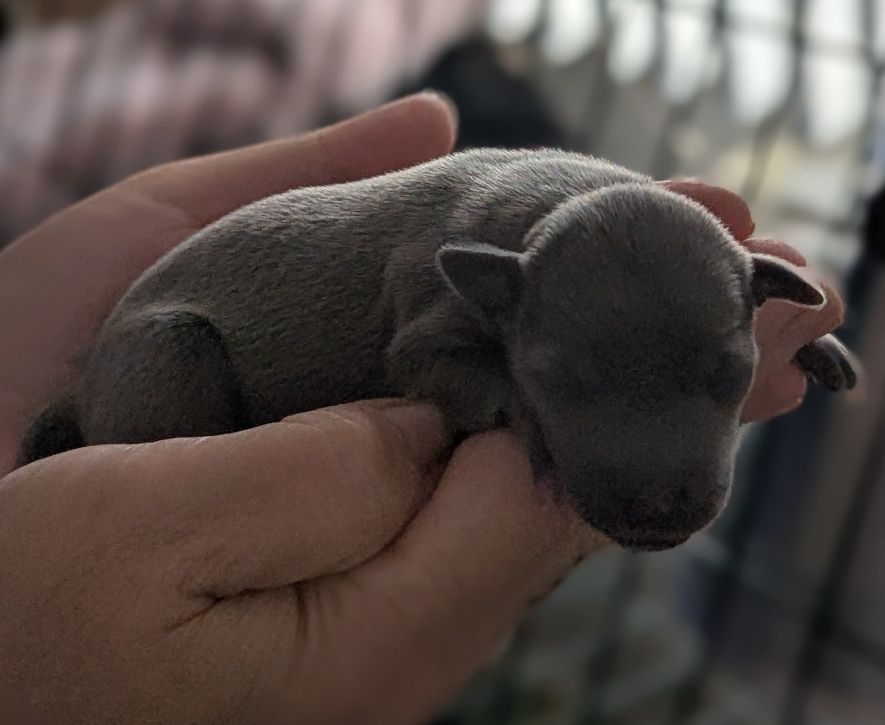 of Crystal Valley - Chiots disponibles - Petit Levrier Italien