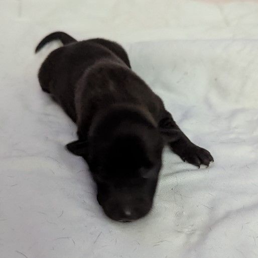 of Crystal Valley - Chiots disponibles - Petit Levrier Italien