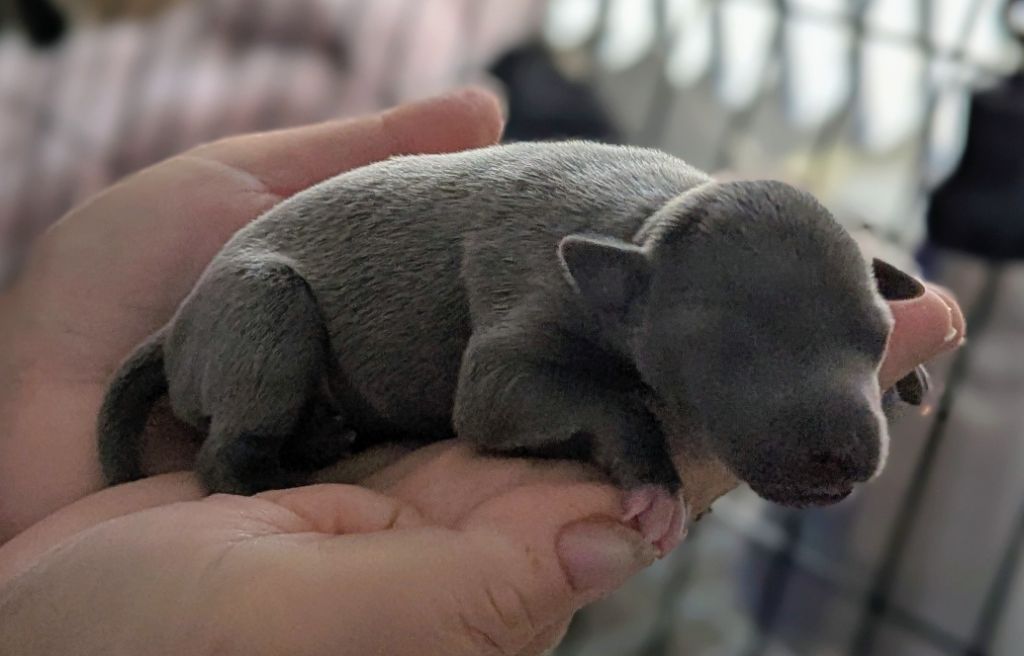 of Crystal Valley - Chiots disponibles - Petit Levrier Italien