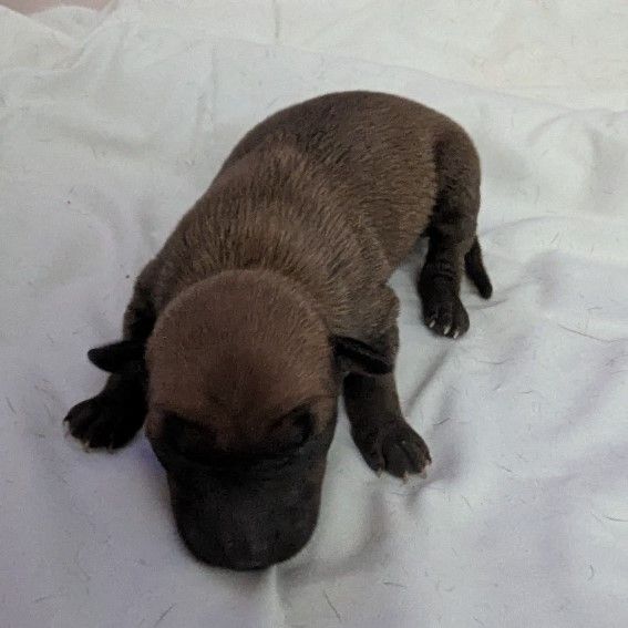 of Crystal Valley - Chiots disponibles - Petit Levrier Italien